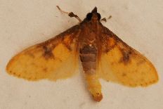 Pilocrocis synomotis - __Polygrammodes sabelialis